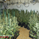 Una de les habitacions del pis, plena de plantes de marihuana.