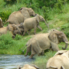La sequía mata en Kenia a 1.235 animales salvajes, incluidos 205 elefantes