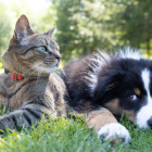 La Nueva Ley de Protección Animal deja de considerar objetos a las mascotas.