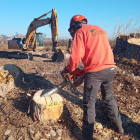 Un técnico prepara las cepas para el desarraigado biológico de chopos en la Granja d'Escarp