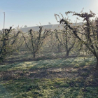 Sistema antihelada en funcionamiento en una finca de fruta dulce en Corbins en la tercera madrugada consecutiva con temperaturas bajo cero en Ponent.