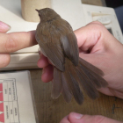 Imagen de archivo de un taller de anillamiento de pájaros para estudiar las aves del parque de la Mitjana de Lleida.