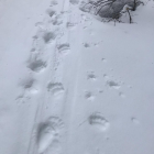 Huellas de oso sobre la nieve encontradas el pasado sábado.