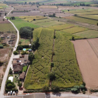 Vista aèria del recorregut del Laberint de blat de moro de Castellserà a l'Urgell.