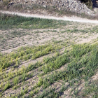 Un campo de cereales afectado por la sequía en Cervera en 2019.