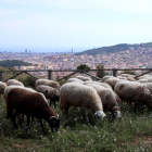 Rebaño de ovejas paciendo en Collserola.