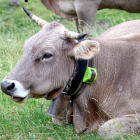 Primer plano de una vaca con un collar GPS en el cuello.