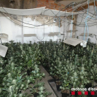 La plantación de marihuana localizada por los Mossos en un piso de la calle Sant Domènech de Balaguer