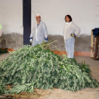 Algunos de los agentes supervisando el desmenuzamiento de la marihuana encontrada por los Mossos d'Esquadra en una nave del barrio de la Bordeta de Lleida en 2017.