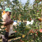 Labores de recogida de manzana Pink Lady, la más tardía de la producida en Lleida, ayer en una finca en Torre-serona.