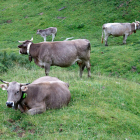 Un ramat de vaques amb collars GPS a Alt Àneu.