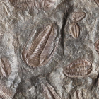Imatge d'arxiu d'un fòssil.