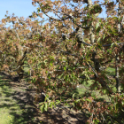 Les gelades van arrasar la producció en explotacions de fruiters com aquesta de Corbins.