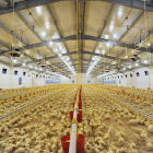 Las granjas avícolas tienen un importante gasto en electricidad.