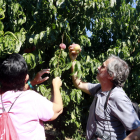 Empiezan las visitas guiadas a los campos de Aitona con la recogida de la fruta como aparte del proyecto Fruiturisme