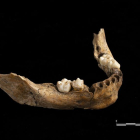 Hallan una mandíbula humana de hace 15.000 años en Vimbodí
