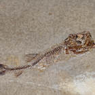 Fósil de pez leptolepis.