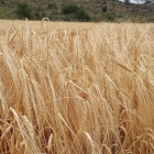 Un campo de cereal ecológico en Sant Esteve de la Sarga.