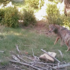 Frame del documental en què es pot veure un exemplar de llop.