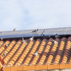 Palomas en un tejado con placas solares en Ciutat Jardí en el que la colocación de pinchos no ha evitado su presencia.
