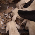 Cabras comiendo cartón, en Mauritania, a causa de la sequía.