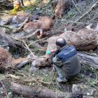 Un agente rural junto a uno de los caballos muertos por un ataque de perros salvajes en Escòs, en el Pallars Sobirà