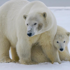 Un oso polar con su cría.