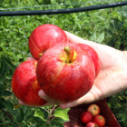 Manzanas de producción ecológica.