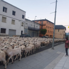 Imatge de les ovelles creuant Vilaller ahir a primera hora del matí.