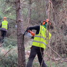 Tres operaris fent tasques de gestió forestal en una zona boscosa del municipi de Fontanals de Cerdanya