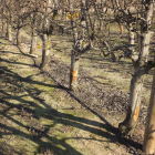 Troncs d’arbres danyats pels conills a Torres de Segre.