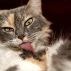 ¿Por qué tienen los gatos la lengua rasposa?