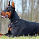 Balaguer imposa multes de fins 5.400 euros per portar gossos perillosos sense lligar