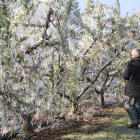Arbres fruiters afectats per les gelades a començaments d’aquest mes d’abril a Torrelameu.