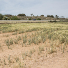 Los daños por sequía encabezan las reclamaciones a Agroseguro.