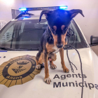 Imatge del gos, rescatat pels agents municipals.