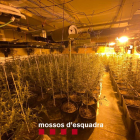 Una plantació de marihuana descoberta pels Mossos d’Esquadra la primavera passada.