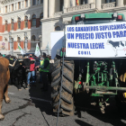 Els manifestants van anar a la protesta amb tractors i bous.