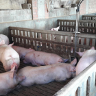 Lleida és una veritable potència en la producció de porcs.