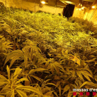 Detenido por cultivar 947 plantas de marihuana en una casa rural