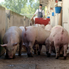 Imatge d’arxiu de diversos porcs en una explotació porcina catalana.