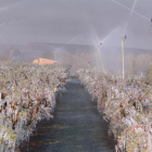 El riego funcionó durante horas en Torrelameu para intentar proteger los frutales del frío en abril.