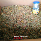 Marihuana decomissada pels agents a l’habitatge.