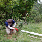 Un operari plantant una pomera a Tavascan, al municipi de Lladorre.