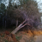 Un arbre caigut al Pla de la Font d'Almacelles.