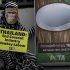 Denuncien que els micos són explotats per recollir cocos a Tailàndia