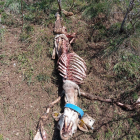 Los restos de la oveja encontrada muerta por el posible ataque de un oso en Naut Aran.