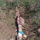 Los restos de la oveja muerta por el ataque de un oso en Gessa.