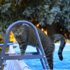 Generalment, als gats no els agrada l'aigua.