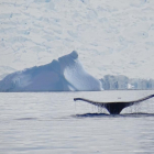 Una balena polar